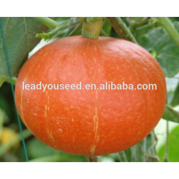 MPU05 Jinhong orange hybrid round pumpkin seeds for planting